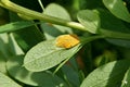 Barberry leaves affected by Puccinia graminis