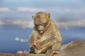 An barberry monkey feeding with a seascape in the background