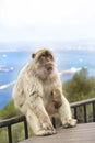 An barberry monkey sitting on a railing on the rock of gibraltar