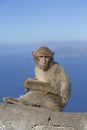 An barberry monkey sitting on a wall seascape in the background