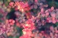 Barberry new red leaves and small flowers on the branch in spring. Branch with red leaves on a blurred background Royalty Free Stock Photo