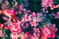 Barberry new red leaves and small flowers on the branch in spring. Branch with red leaves on a blurred background Royalty Free Stock Photo