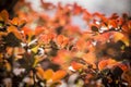 Barberry new red leaves and small flowers on the branch in spring. Branch with red leaves on a blurred background. Colorful leaves Royalty Free Stock Photo