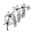 Barberry plant. Vector stock illustration eps10. Hand drawing isolate on white background, outline.