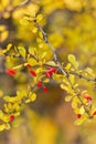 Barberry red berries in yellow autumn. Royalty Free Stock Photo