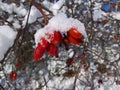 Barberry Red Fruits Snow Covered Royalty Free Stock Photo