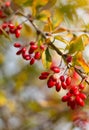 Barberry