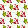 Barberry Seamless Pattern Royalty Free Stock Photo