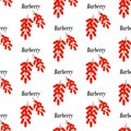 Barberry seamless pattern Royalty Free Stock Photo
