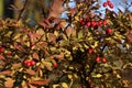 Barberry shrub with red berries