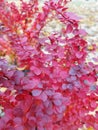 Barberry shurb red autumn in park Royalty Free Stock Photo
