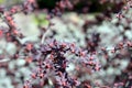 Barberry soon bloom