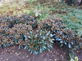 Barberry - thin elongated green leaf