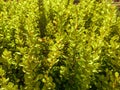 Barberry Thunberg grows in the garden. a green tree bearing fruit. bushes in a hot country, cultivated plant. beautiful, golden