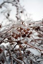 Barberry twigs or branches frozen with high ice cover