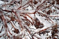 Barberry twigs or branches frozen with high ice cover