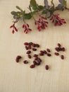 Barberry twigs and dried barberries