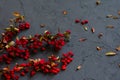 Barberry twigs with little red ripe berries on grey stone textured backdrop. Copy space. Spice for meal. Concept