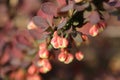 Barberry unclosed buds /blurry background