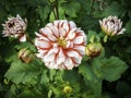 Barbershop-red and white bicolor dahlia