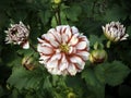 Barbershop-red and white bicolor dahlia
