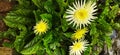 Barberton daisies yellowish white variety Royalty Free Stock Photo