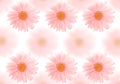 Barberton daisy background Royalty Free Stock Photo