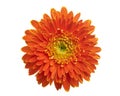 Barberton daisy flower, Gerbera jamesonii, isolated on white background, with clipping path Royalty Free Stock Photo