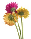 Barberton daisy flower, Gerbera jamesonii, isolated on white background, with clipping path Royalty Free Stock Photo