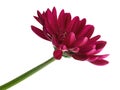 Barberton daisy flower, Gerbera jamesonii, isolated on white background, with clipping path Royalty Free Stock Photo