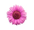 Barberton daisy flower or pink gerbera blooming top view isolated on white background ,clipping path Royalty Free Stock Photo