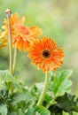 barberton daisy gerbera