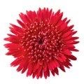 Barberton daisy, Gerbera daisy flower isolated on White Background Royalty Free Stock Photo