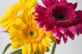 Barberton daisy (Gerbera jamesonii) Royalty Free Stock Photo