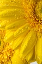 Barberton daisy (Gerbera jamesonii) Royalty Free Stock Photo