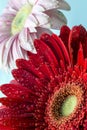 Barberton daisy(Gerbera jamesonii) Royalty Free Stock Photo