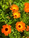 Barberton daisy or Gerbera jamesonii in full bloom