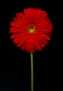 Barberton daisy(Gerbera jamesonii) Royalty Free Stock Photo