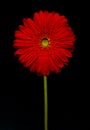 Barberton daisy(Gerbera jamesonii)