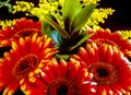 Barberton daisy,Gerbera jamesonii Royalty Free Stock Photo