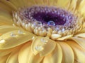 Barberton daisy,Gerbera jamesonii with water dro Royalty Free Stock Photo