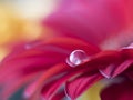 Barberton daisy,Gerbera jamesonii with water drop Royalty Free Stock Photo
