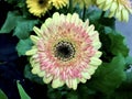 Barberton daisy, Gerbera, Pinky yellow flower.