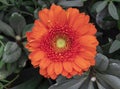 Barberton daisy orange flower background Royalty Free Stock Photo