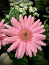 Barberton daisy in soft pink.