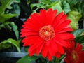 Barberton Daisy. A red daisy. Royalty Free Stock Photo