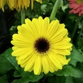 Barberton daisy, Transvaal daisies Gerbera. Square photo image.