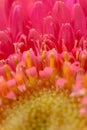 The beautiful South African Barberton daisy in bright pink peddles