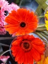 2 Barbertown Daisy blossoms are in full bloom in a reddish orange color