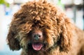 Barbet dog looking at camera